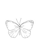 Butterfly Line Art | Lav din egen plakat