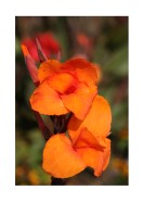 Bright Orange Flowers | Lav din egen plakat