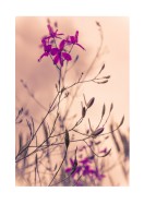 Purple Flowers Close-Up | Lav din egen plakat