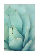 Agave Plant Leaves | Lav din egen plakat