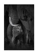 Newborn Elephant With Mother | Lav din egen plakat
