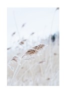 Reeds In Winter | Lav din egen plakat