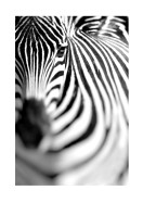 Zebra Portrait | Lav din egen plakat
