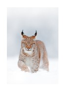 Lynx In Winter Landscape | Lav din egen plakat