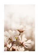 Magnolia Flowers In Spring | Lav din egen plakat