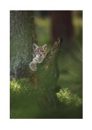 Wild Lynx In Nature | Lav din egen plakat