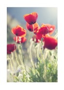 Poppies In The Evening Sun | Lav din egen plakat