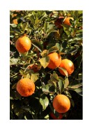 Ripe Oranges | Lav din egen plakat