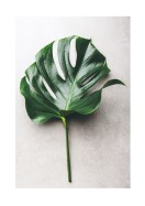 Monstera Leaf | Lav din egen plakat