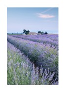 Lavender Fields In France | Lav din egen plakat