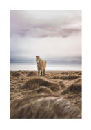 Icelandic Horse In Winter Landscape | Lav din egen plakat