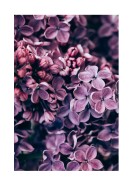 Purple Lilac Bloom | Lav din egen plakat