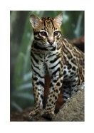 Wildcat In Nature | Lav din egen plakat