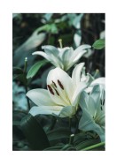 White Lily Flowers | Lav din egen plakat