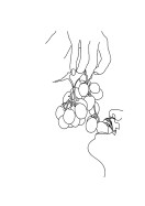 Grapes Line Art | Lav din egen plakat