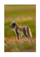 Arctic Fox In The Wild | Lav din egen plakat