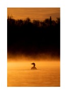 Duck In Morning Light | Lav din egen plakat