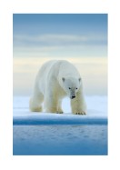 Polar Bear In The Wild | Lav din egen plakat