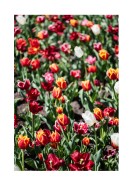 Field Of Colorful Tulips | Lav din egen plakat