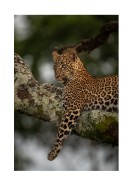 Leopard In A Tree In The Wild | Lav din egen plakat