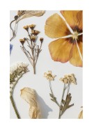 Dried Flowers Collection | Lav din egen plakat